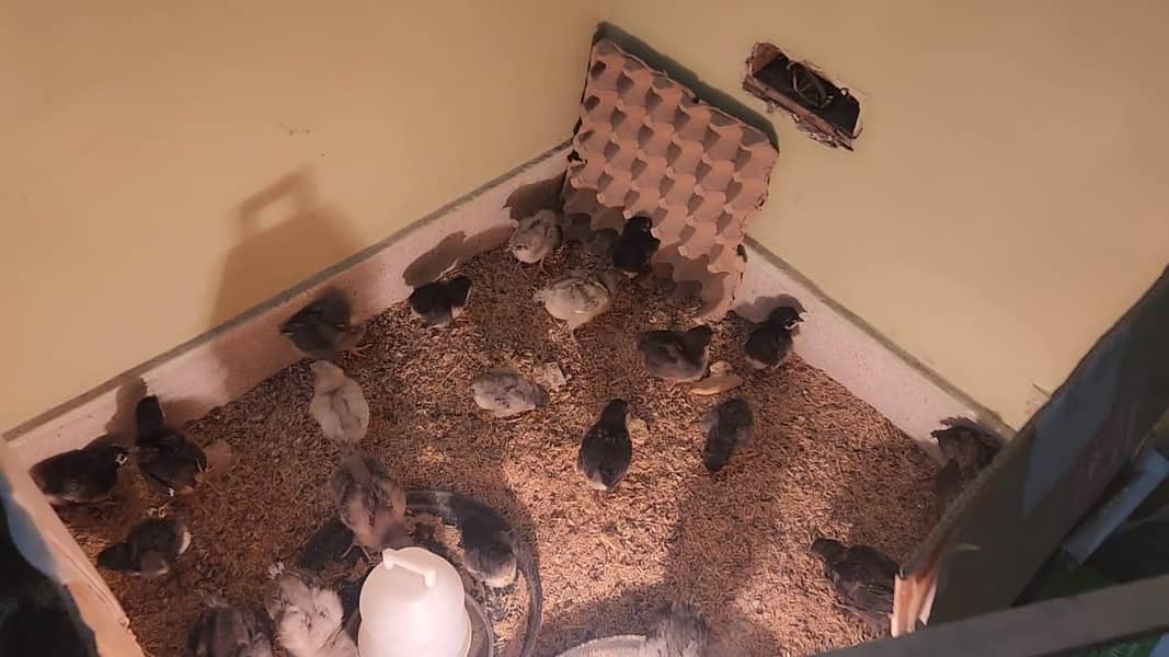 Australorp Quality breeder home chicks and egg laying hens 3