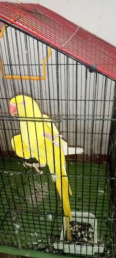 Yellow Red eyes Young ringneck female 3 years 0