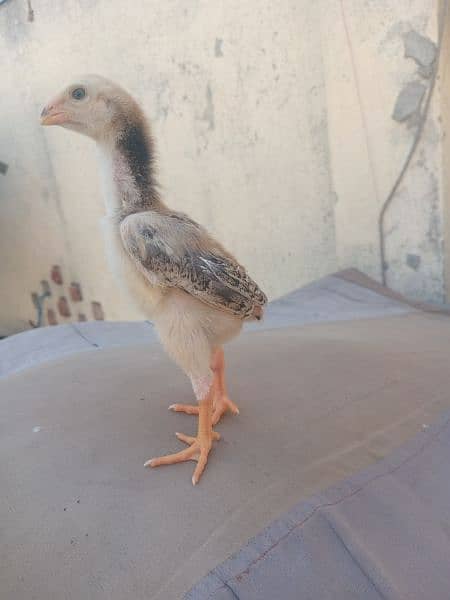 pure shamo chick age 1 month for sale 1