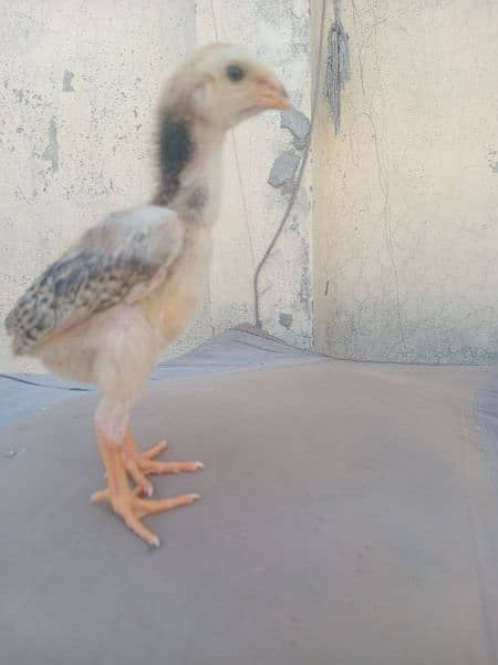 pure shamo chick age 1 month for sale 2