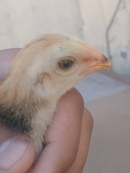 pure shamo chick age 1 month for sale 4
