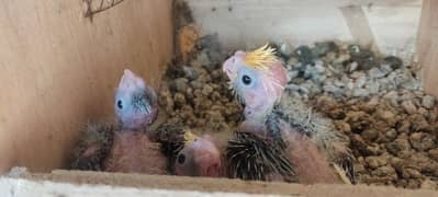 cockatiel chicks 0