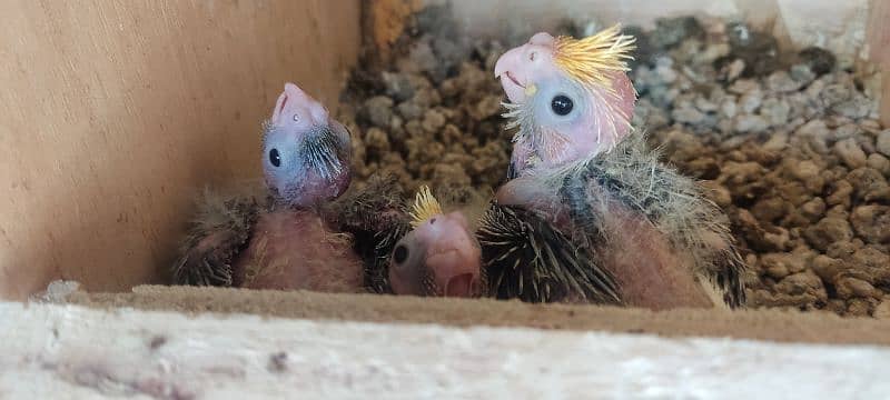 cockatiel chicks 1