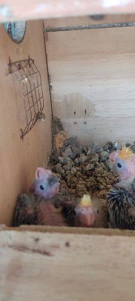 cockatiel chicks 2