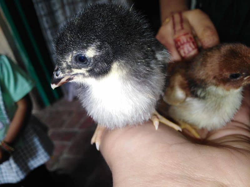 Aseel chicks for sale 1