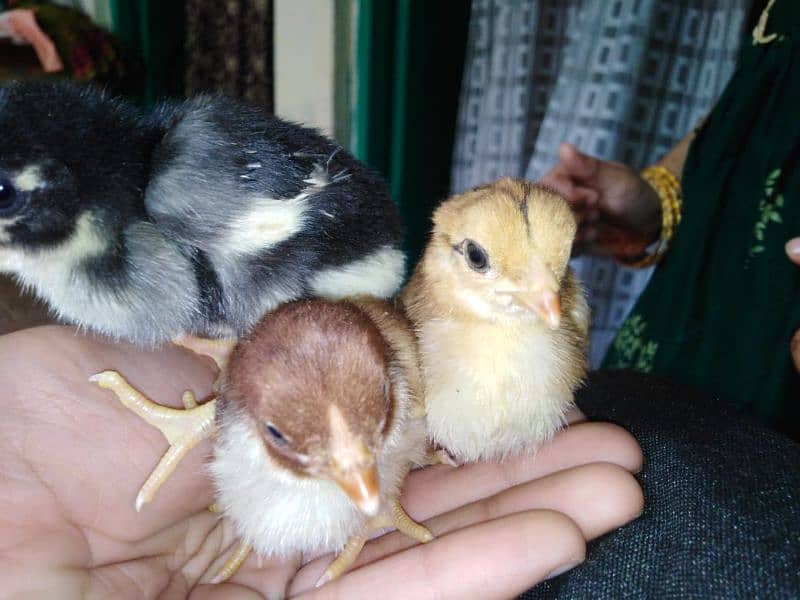 Aseel chicks for sale 2