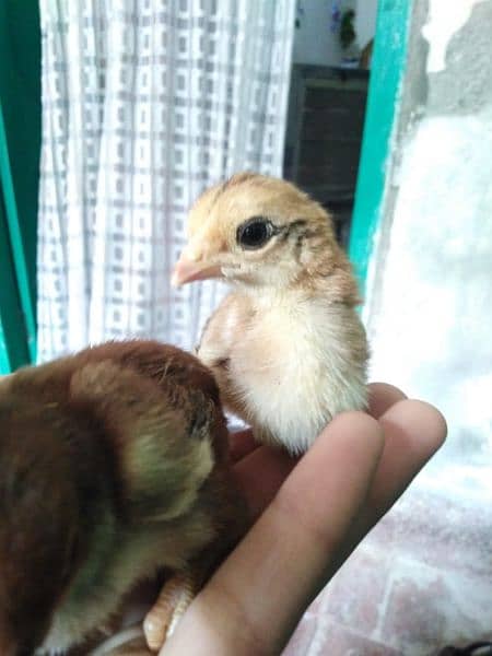 Aseel chicks for sale 5