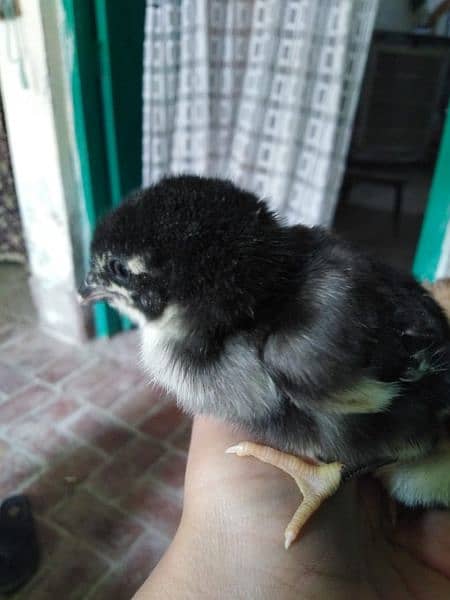 Aseel chicks for sale 6