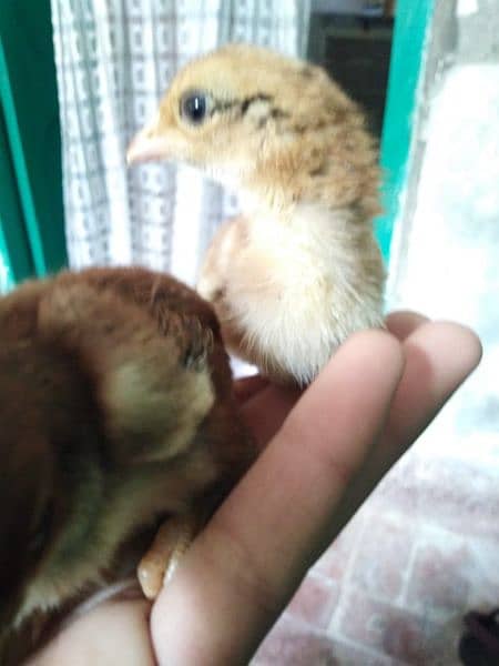 Aseel chicks for sale 7