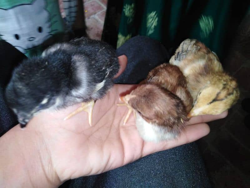 Aseel chicks for sale 8