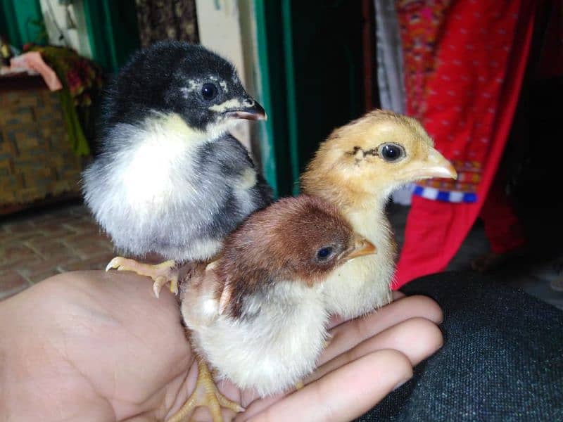 Aseel chicks for sale 9