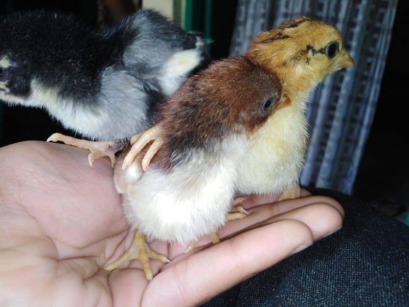 Aseel chicks for sale 11