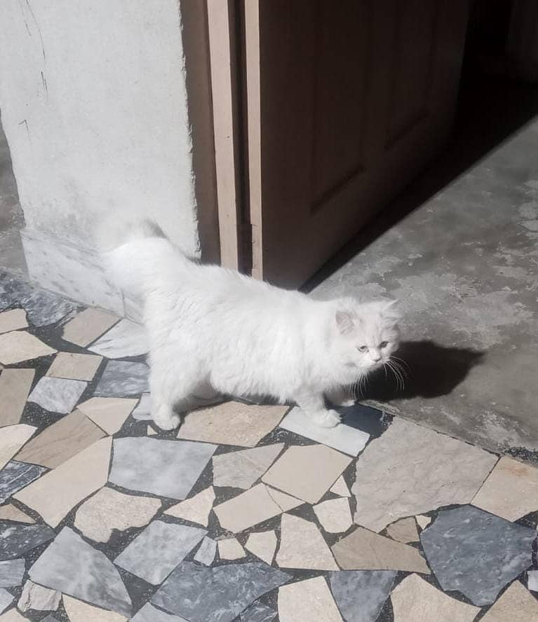 white cat 1