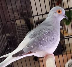 Doves breeder setup (Diamond, white tail, opal)