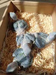 Raw Alexandrine Home breed Chicks for handtame 0