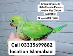 Each 4500 Fixed Green Ring Neck Male/Female Parrots Chick's Jumbo Size