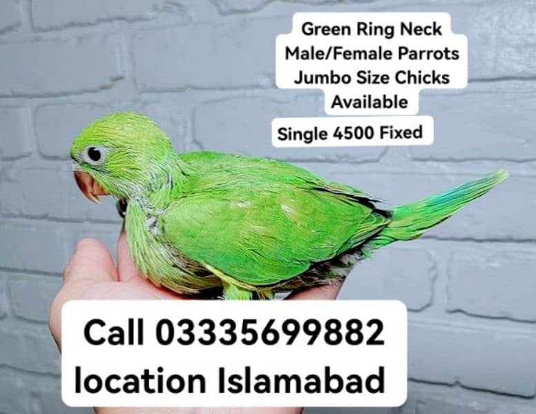Each 4500 Fixed Green Ring Neck Male/Female Parrots Chick's Jumbo Size 0