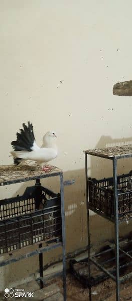 sentient pigeons for sale 1