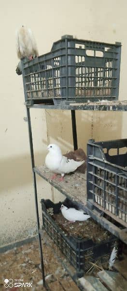 sentient pigeons for sale 2