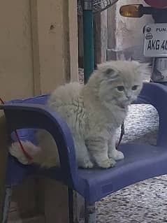 persian cat with triple coat 0