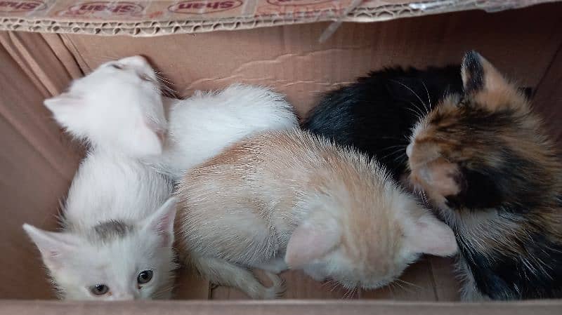 Persian kittens for sale 1
