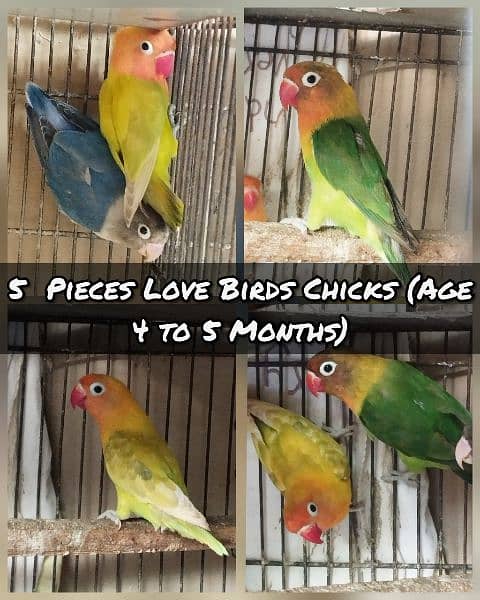 5 piece lovebirds 0