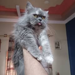8 Months Old Persian Kitten For Sale