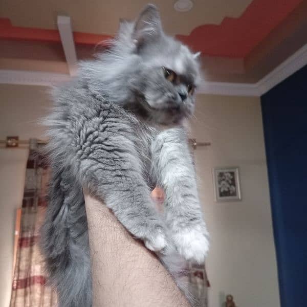 8 Months Old Persian Kitten For Sale 1