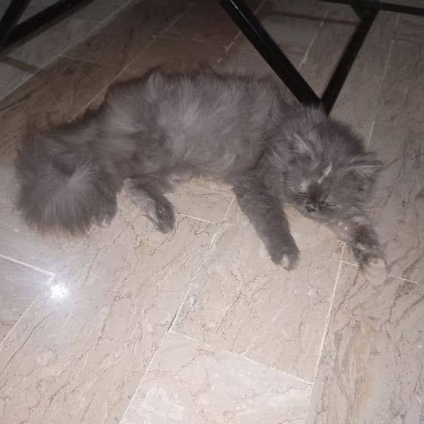 8 Months Old Persian Kitten For Sale 4