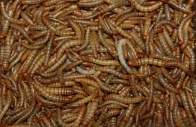 male Worms feed of chickens