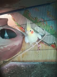 cocktail parrots pear for sale cream male pearl paid female