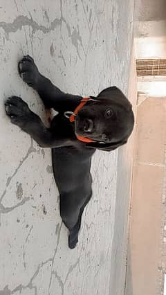 Two months British Pure Labrador male puppy available