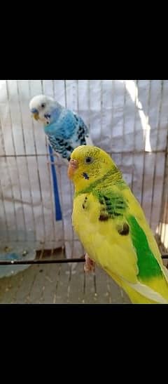 Australian parrot pair