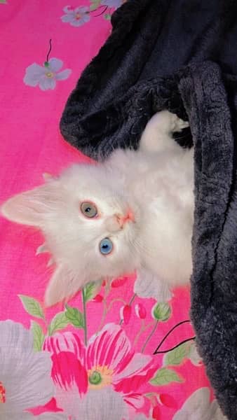 Persian Cat,Tripple Coat,Cat,White Cat,Double Shade Eyes 1