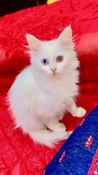 Persian Cat,Tripple Coat,Cat,White Cat,Double Shade Eyes 2