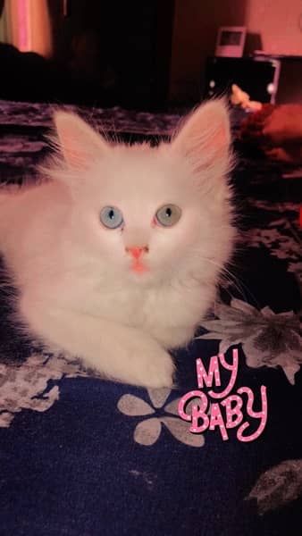 Persian Cat,Tripple Coat,Cat,White Cat,Double Shade Eyes 3