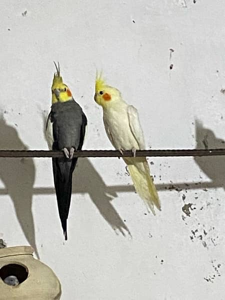 Cocktaiel parrot  pair in reasonable price 1