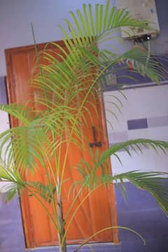 Original Areca Palm plant with baby . height approx 10ft width 10tf