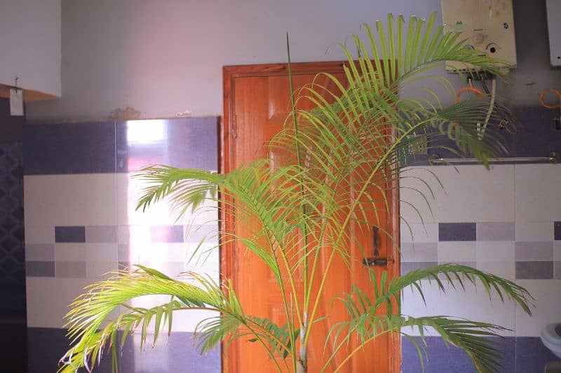 Original Areca Palm plant with baby . height approx 10ft width 10tf 1