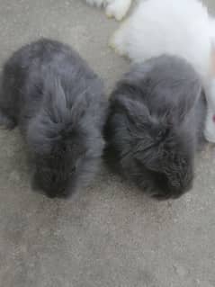Giant English angora rabbit bunnies and breeder