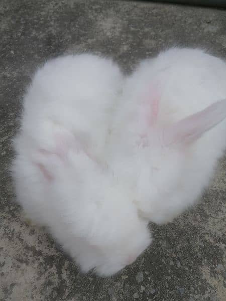Giant English angora rabbit bunnies and breeder 1