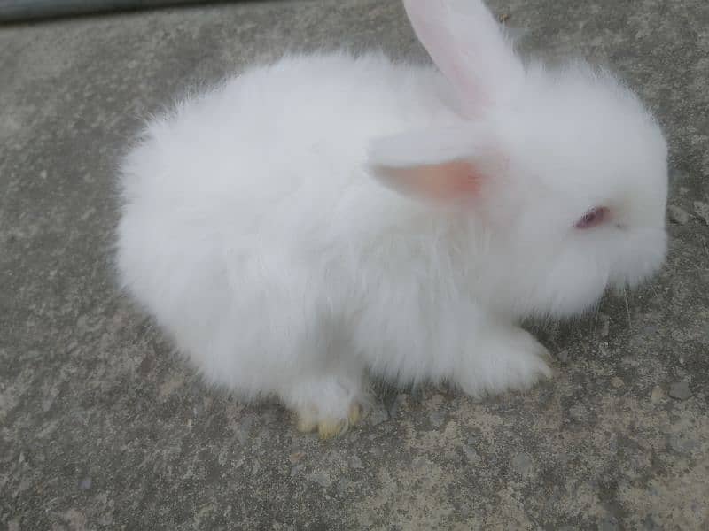 Giant English angora rabbit bunnies and breeder 12
