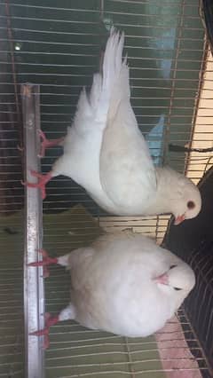 SOLD king pigeon pure imported pair 5 months old