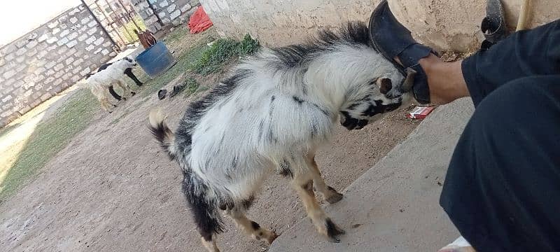 Bakra for sell 03436899394 4