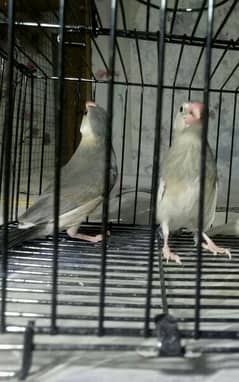 grey split white pathy for sale loction lahore