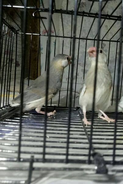 grey split white pathy for sale loction lahore 1