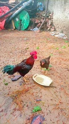Bangum Aseel chicks