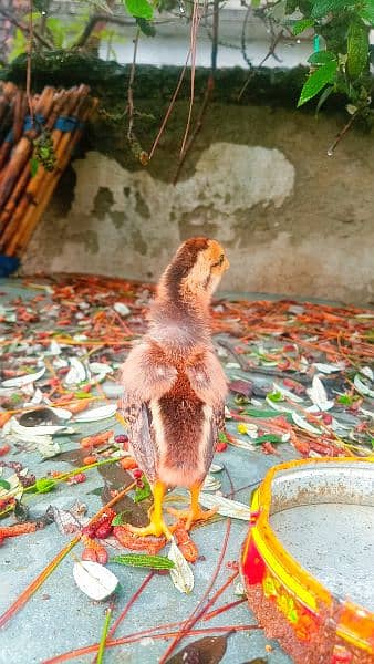 Bangum Aseel chicks 7