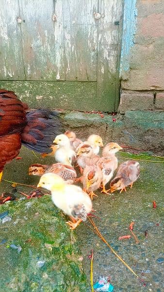 Bangum Aseel chicks 8