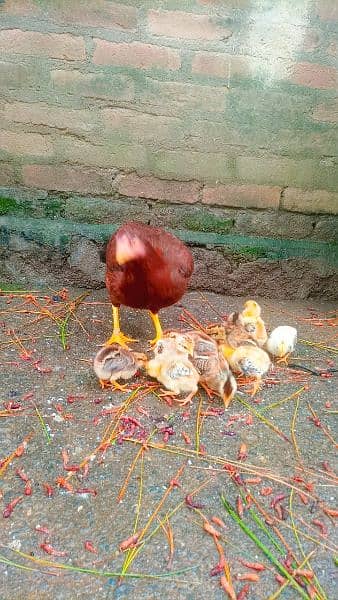Bangum Aseel chicks 11